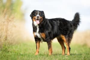 Berner Sennenhund