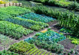 Gemüse pflanzen im Mai