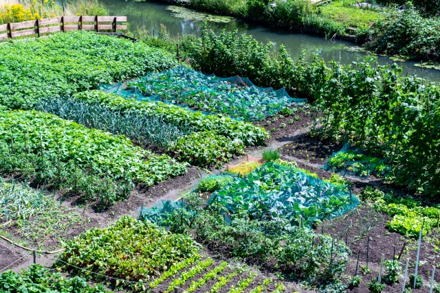 Gemüse pflanzen im Mai