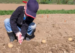 Junge pflanzt Kartoffeln an