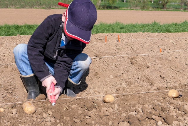 Junge pflanzt Kartoffeln an
