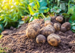 Kartoffeln anpflanzen und ernten