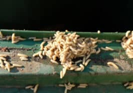 Maden in der Biotonne