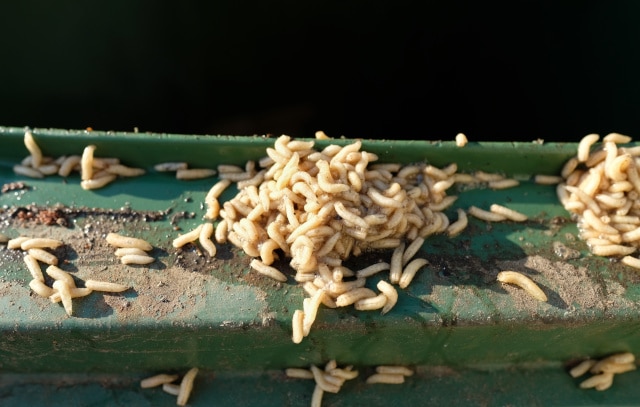 Maden in der Biotonne