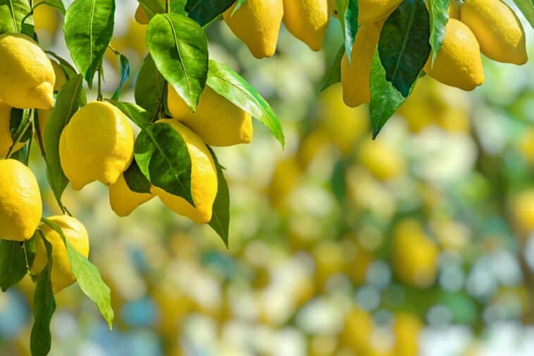 Zitronenbaum