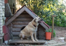 Hund an der Kette vor seiner Hundehütte