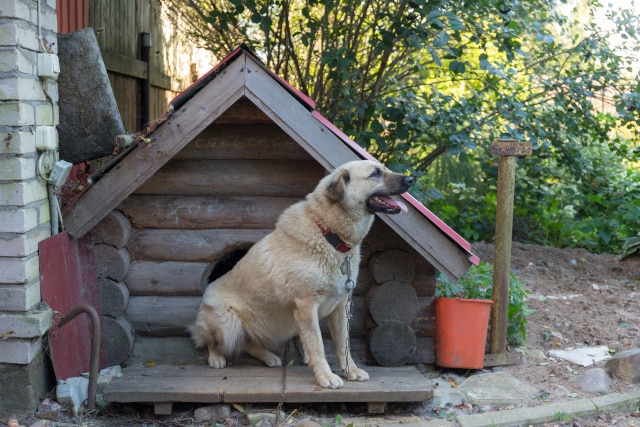Hund an der Kette vor seiner Hundehütte