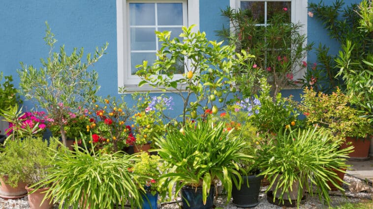 Kübelpflanzen im Frühling