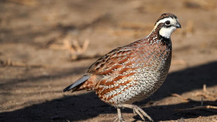 Wachteln als Haustiere für Kinder