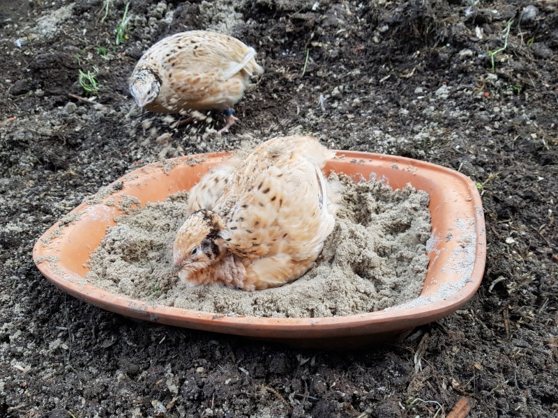 Mit Sand gegen Parasiten