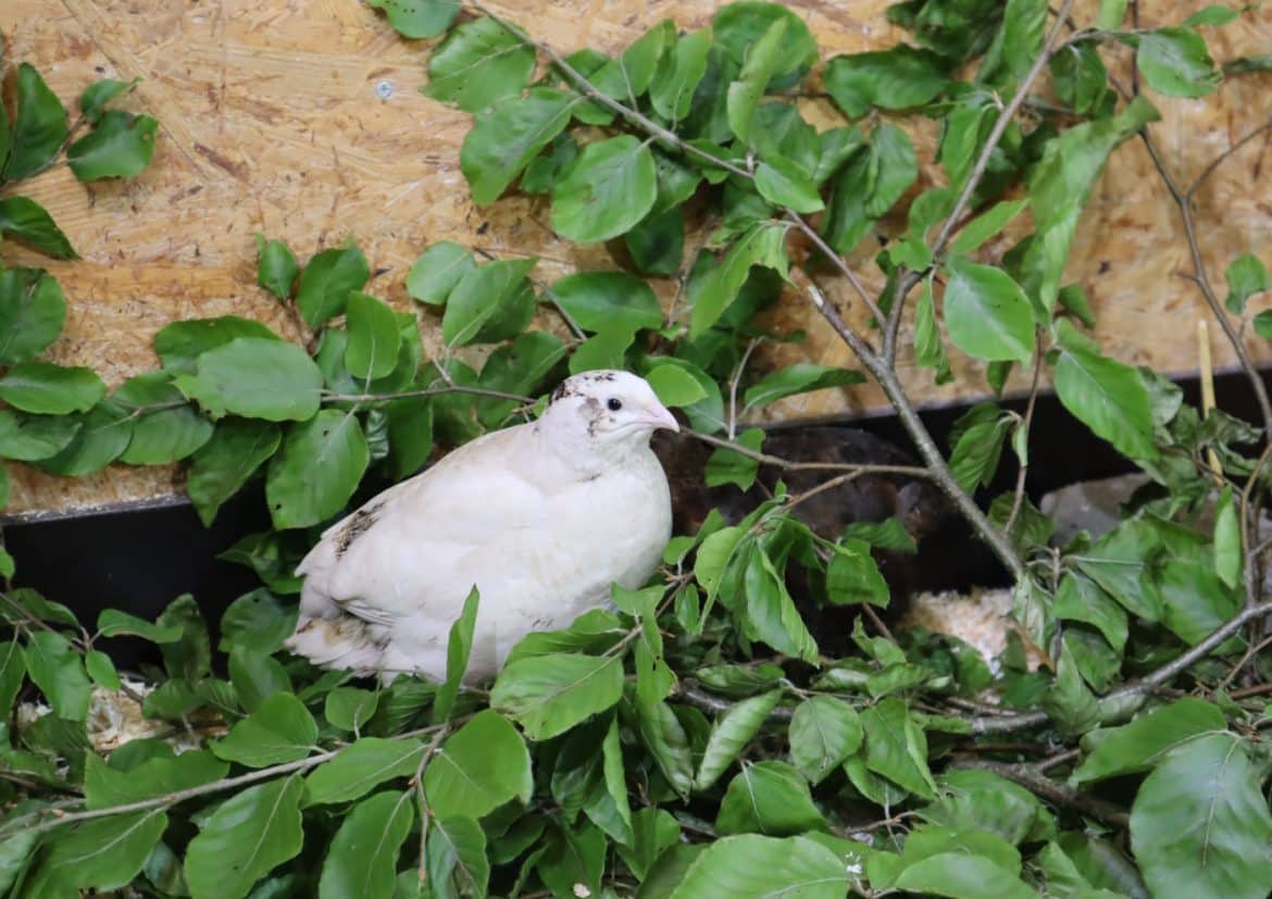 Wachtel - ein Haustier perfekt für Kleinkinder